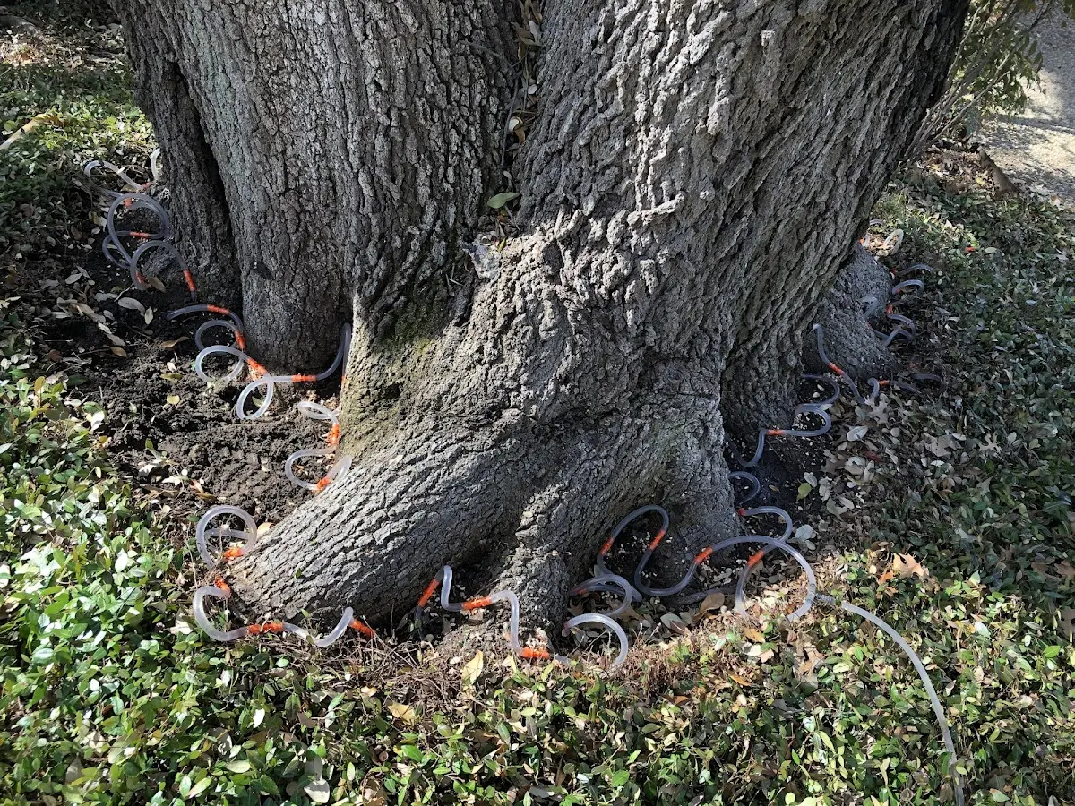 Detailed Tree Cabling and Bracing job site in Balmorhea