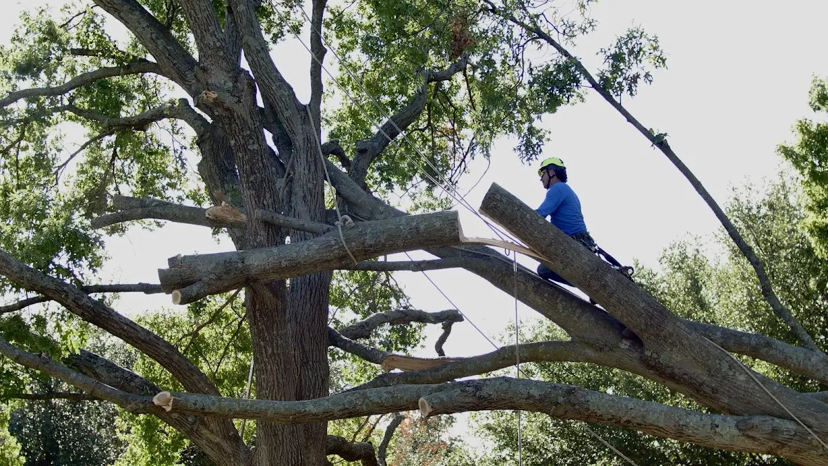 Professional Hazardous Tree Removal performed by certified arborists in Balmorhea